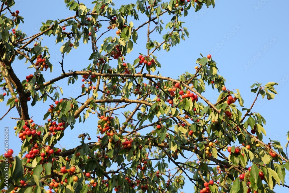 Cherry tree with green leaves and unripe berries growing outdoors