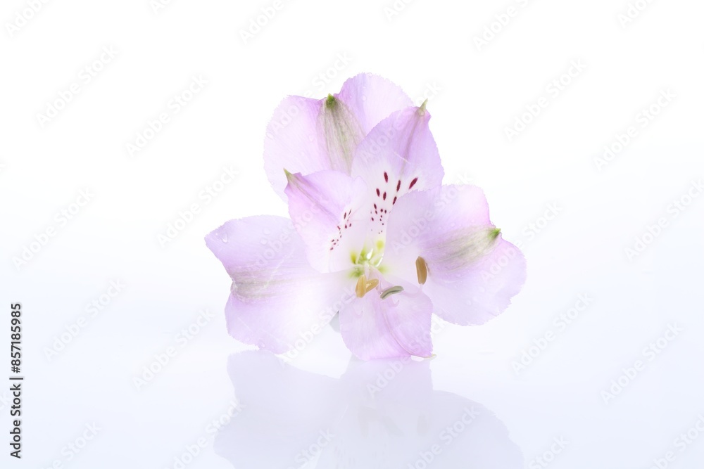 Beautiful violet alstroemeria flower isolated on white Beautiful violet alstroemeria flower isolated on white