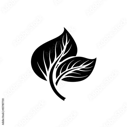 Basil Leaf