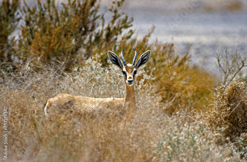 Gazelle dorcas, Gazella dorcas photo