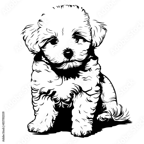 Bichon Frise