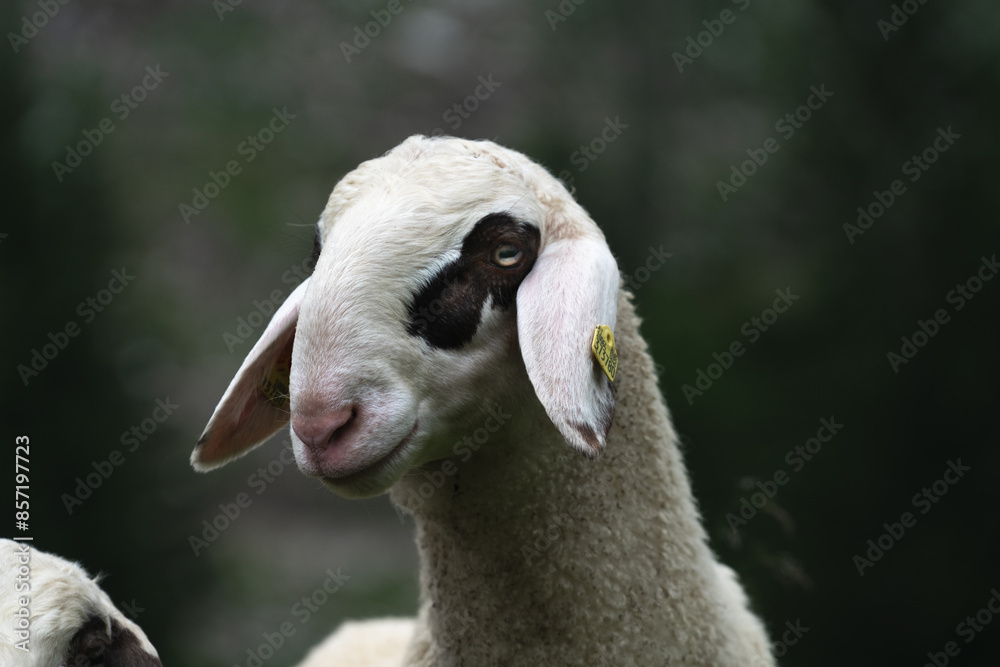 Obraz premium sheep stands in a lush green meadow. Its woolly coat is fluffy and white, and it gazes calmly at the camera with its gentle, dark eyes.
