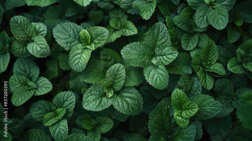 Fresh and tender green leaves Fresh and tender green leaves
