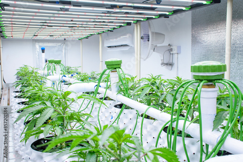 Modern cannabis cultivation greenhouse with cannabis plants in white pots and solar panels and automatic watering system for modern marijuana cultivation concept.