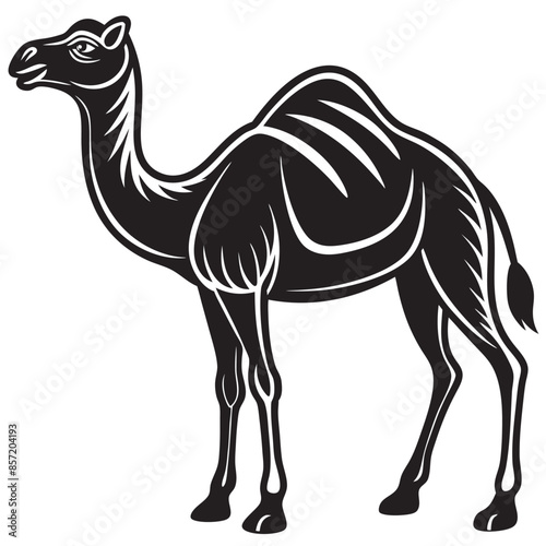 camel isolated on white