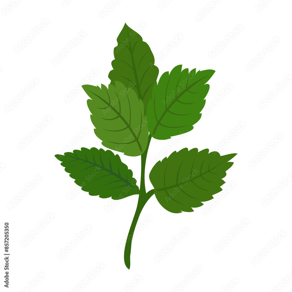 Fototapeta premium Green Peppermint Branch Icon