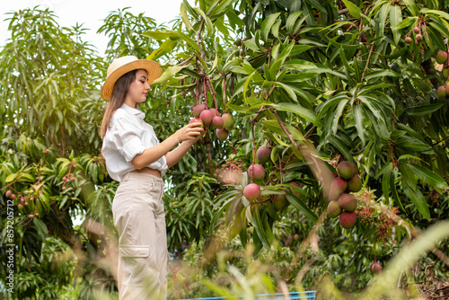 lifestyle: professional horticulturist woman picking tasty mangoes from tree in cultivation photo