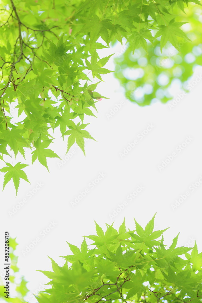 新緑のカエデ 白背景 新緑のカエデ 白背景