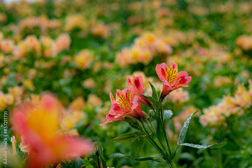Peruvian lilies in Northern Blossoms garden in Atok Benguet Philippines. Peruvian lilies in Northern Blossoms garden in Atok Benguet Philippines.