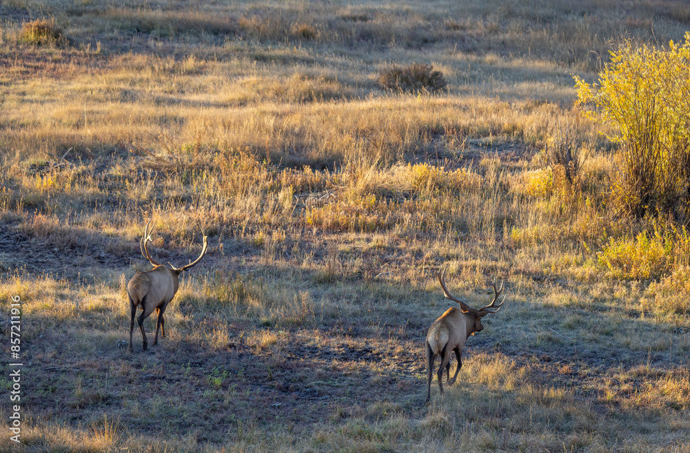 Naklejka premium Bull Elk rutting in Autumn in Wyoming