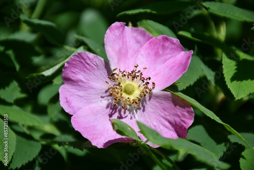 blooming rosehip flower close up