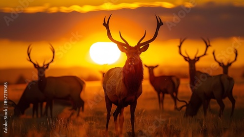 Red Deer in morning Sun. 