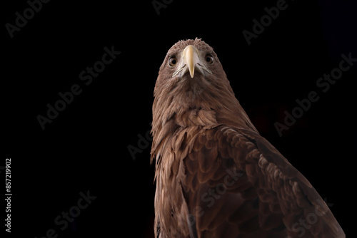 a White-tailed eagle on a black background photo