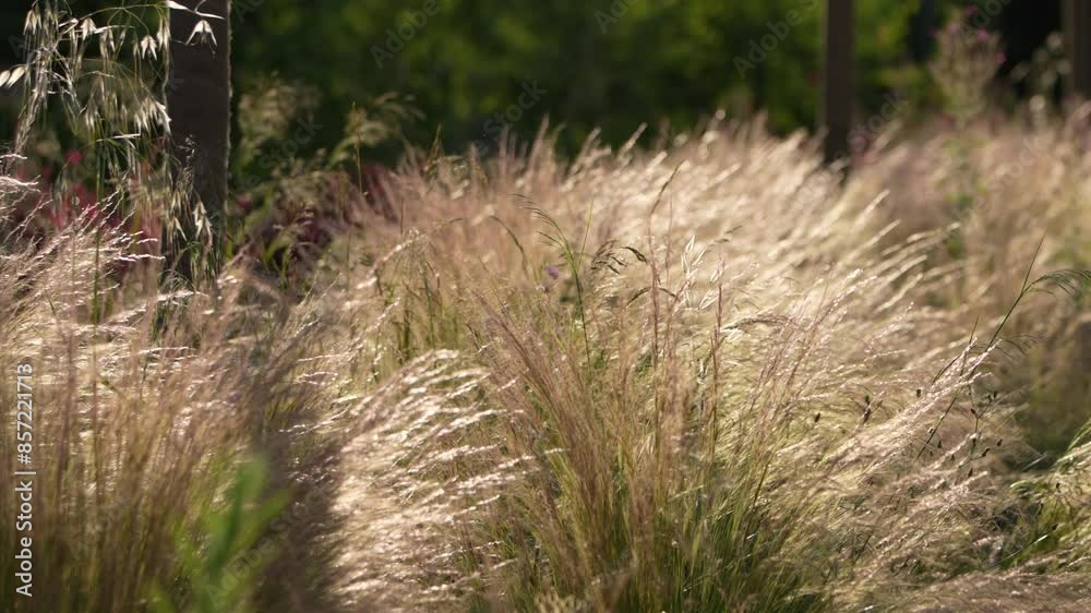 grass in the wind grass in the wind
