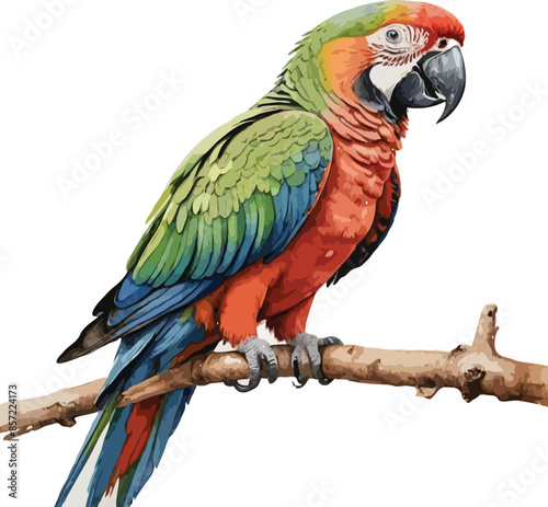 Parrot vector art
