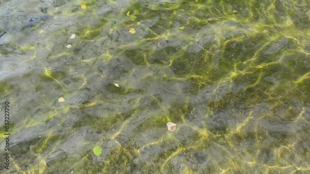 Water with reflected light and leaves, ripples on the sea surface near the coastline, and sunspots on the water create a beautiful scene. Water with reflected light and leaves, ripples on the sea surface near the coastline, and sunspots on the water create a beautiful scene.