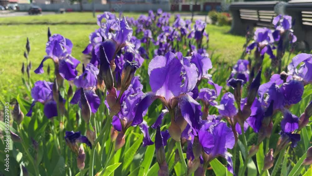 Iris purple spring flower in the city park