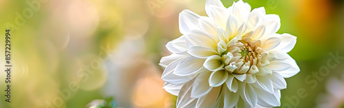 White Dahlia flower blooming in the garden with green leaves with blurred background
 photo