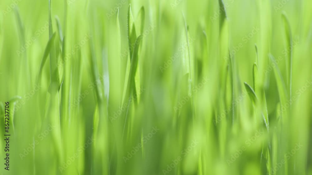 Lush green grass. Spring morning in nature, sun breaks through the stalks of grass. 4K Lush green grass. Spring morning in nature, sun breaks through the stalks of grass. 4K