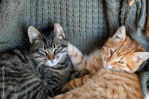 Two kittens, gray and red, lie in an embrace.