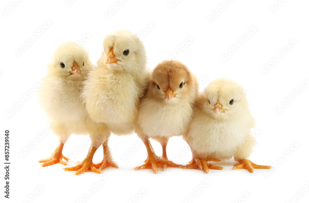 Many cute chicks isolated on white. Baby animals Many cute chicks isolated on white. Baby animals