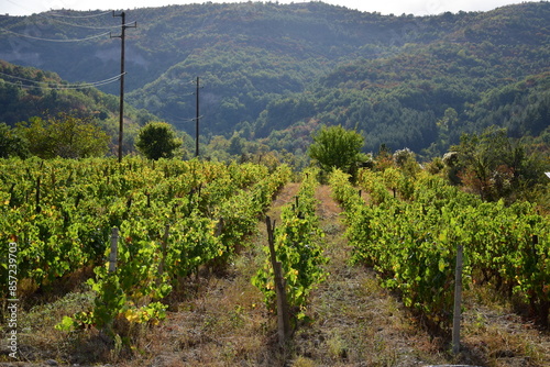 vineyard near mountain peak on a beautiful summer day in Tikves region, North Macedonia on a sunny day