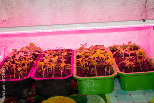 Growing pepper seedlings under a special seedling lamp.