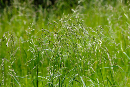 Tall fescue , or reed fescue ( lat. Festuca arundinacea ) is a species of perennial herbaceous plants of the genus Fescue ( Festuca ) of the Poaceae family