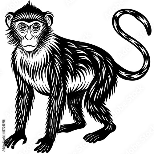 a-full-length-macaque-on-white-background 