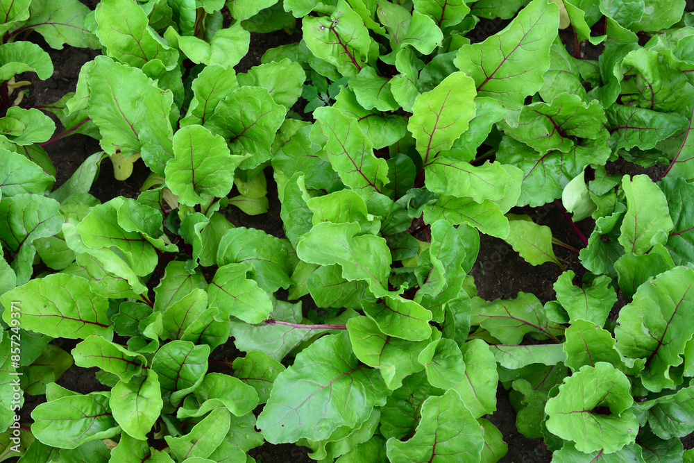 a beetroot plant with green leaves top view a beetroot plant with green leaves top view