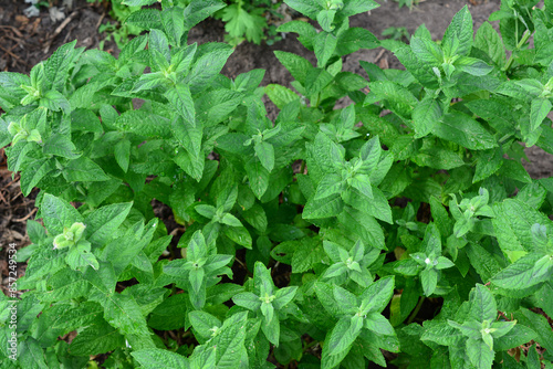 Wallpaper Mural a mint plant with green leaves top view Torontodigital.ca