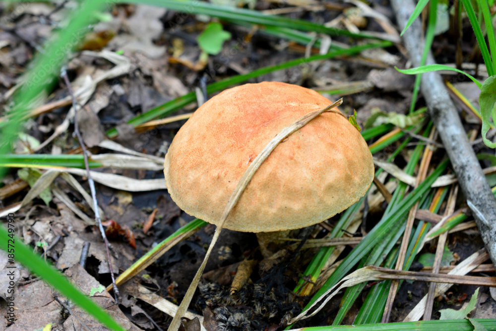 a leccinum mushroom that is in the grass isolated close up a leccinum mushroom that is in the grass isolated close up