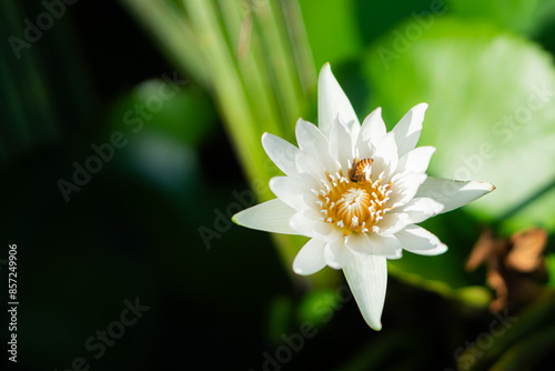 White water lily with bee collecting pollen