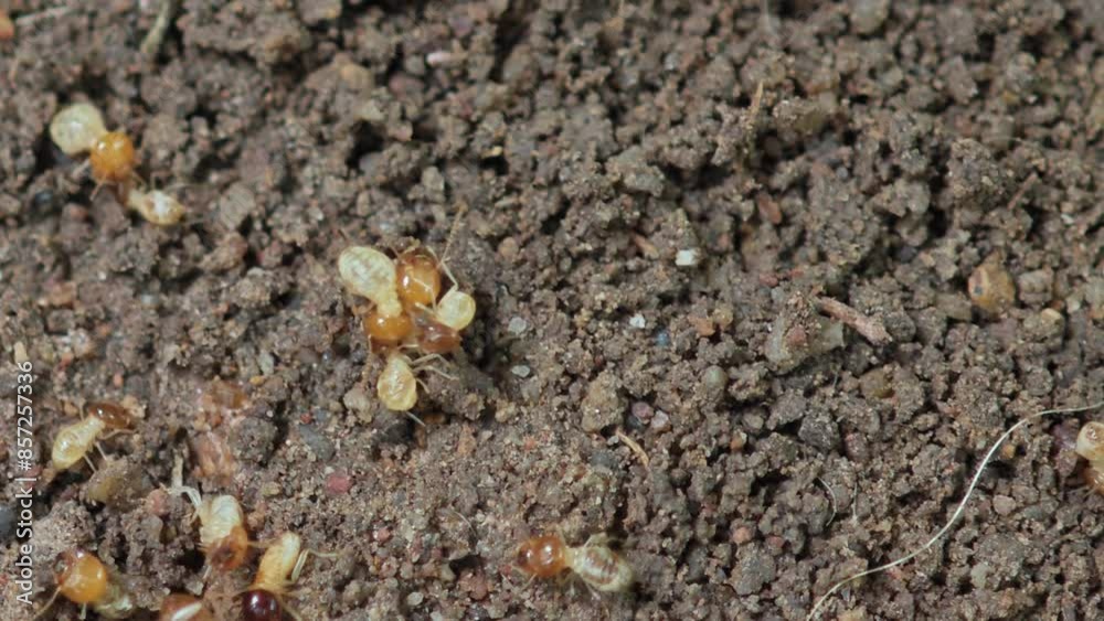 nature animal about  ant