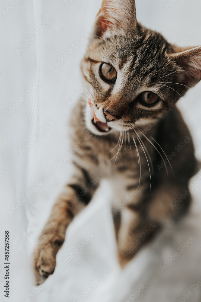 Cat with tongue out Cat with tongue out