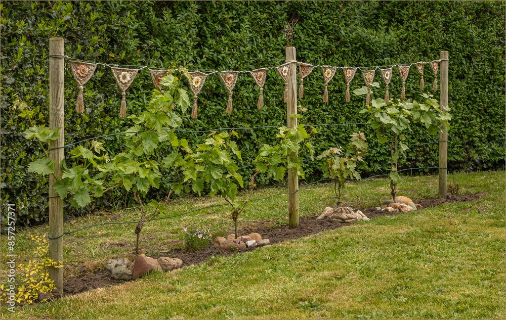 Obraz premium Grape vine plants on wires with crochet bunting strung across them