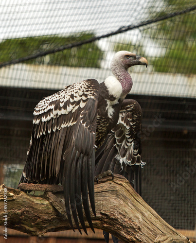 Ruppels Griffon Vulture perched on a tree stump - these are the largest of the vultures, with a wingspan of 8 foot. photo