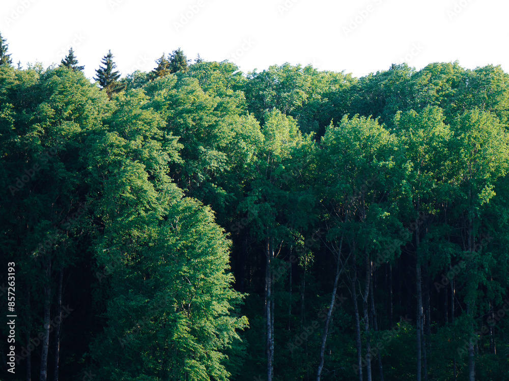 trees in the woods during summer trees in the woods during summer