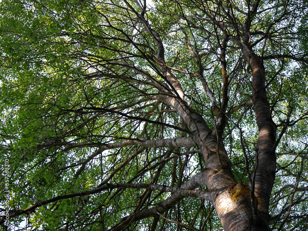 Fototapeta premium Low angle view of a tree against blue sky 