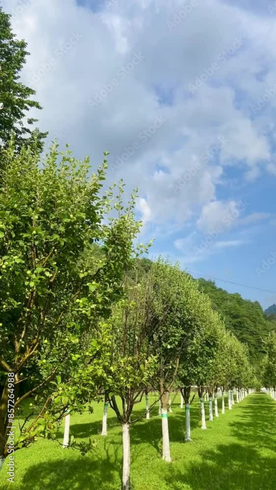 grove of apple trees with whitened trunks and automatic watering system lying on green grass Gardening and organic farming grove of apple trees with whitened trunks and automatic watering system lying on green grass Gardening and organic farming