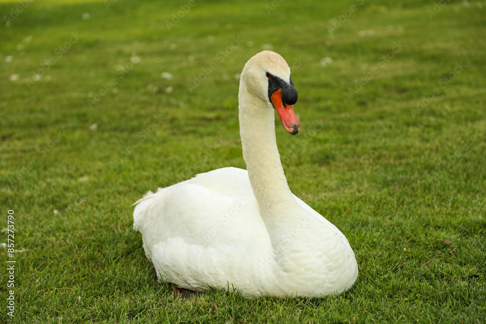 White swan sits on green grass in a meadow in summer White swan sits on green grass in a meadow in summer