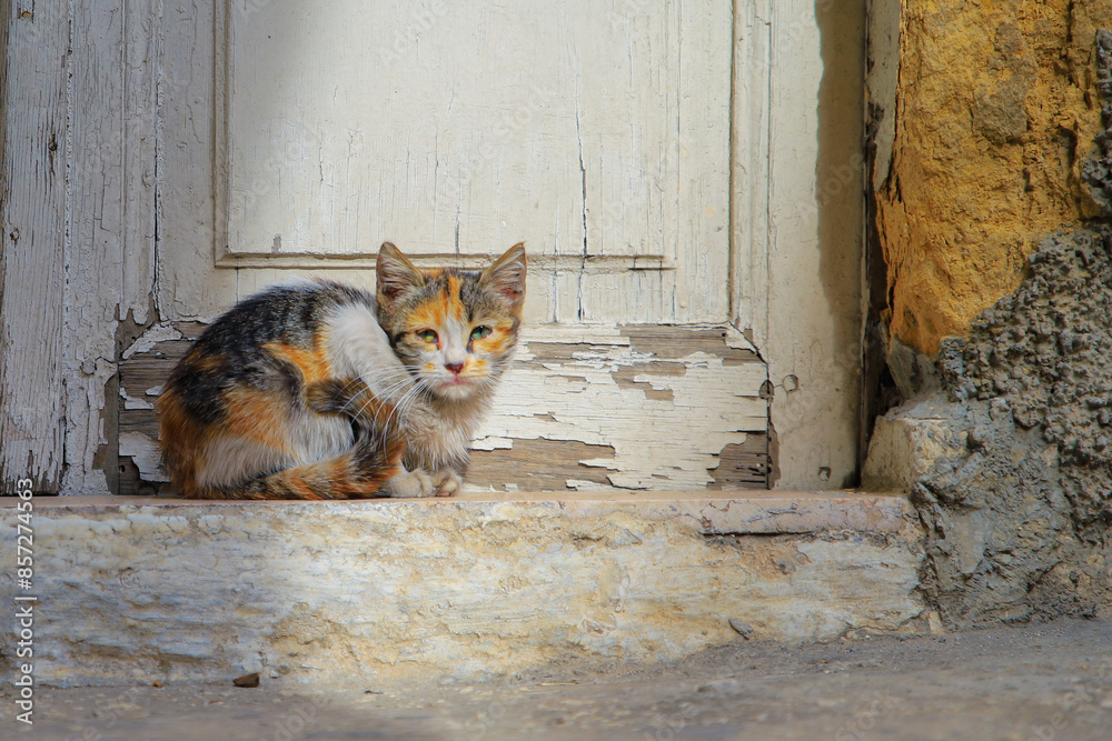 Kitten stray cat taking shelter in the door of a house Kitten stray cat taking shelter in the door of a house