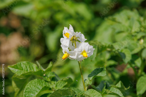 Flowering potato plants on a potato field in Bobingen