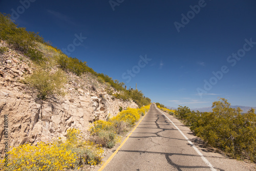 Valokuva Blooming Brittlebush on the road to Sentinel Peak in Tucson, Arizona