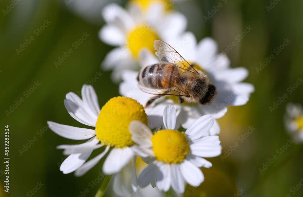 A small honeybee sits on white and yellow chamomile flowers. The bee is looking for pollen. The picture is taken from above. A small honeybee sits on white and yellow chamomile flowers. The bee is looking for pollen. The picture is taken from above.