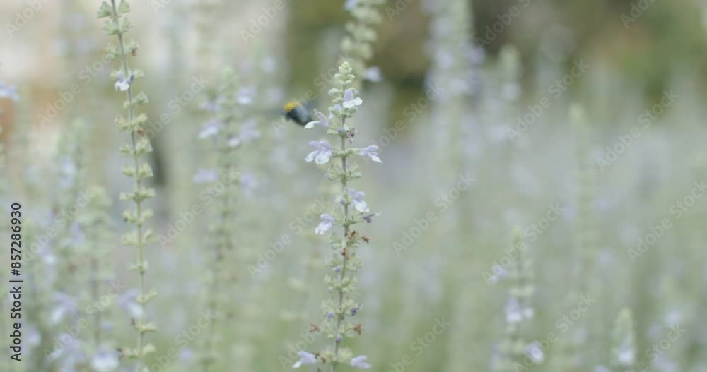 Insect gathering pollen from flower.Insect carries honey and nectar.Insect gathering flower pollen. Insect gathering pollen from flower.Insect carries honey and nectar.Insect gathering flower pollen.