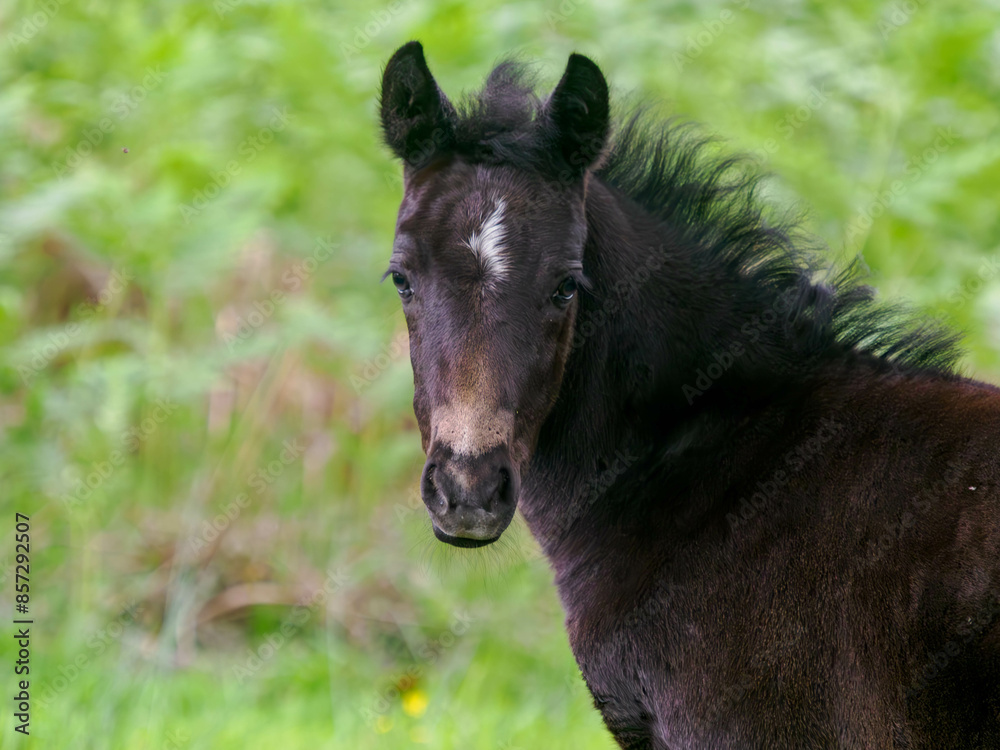 Fototapeta premium źrebak