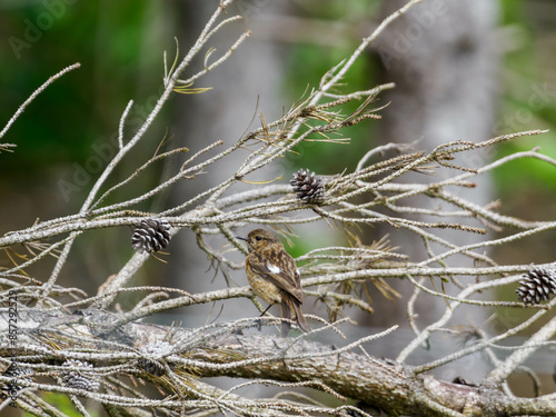 ptak, dzika natura photo