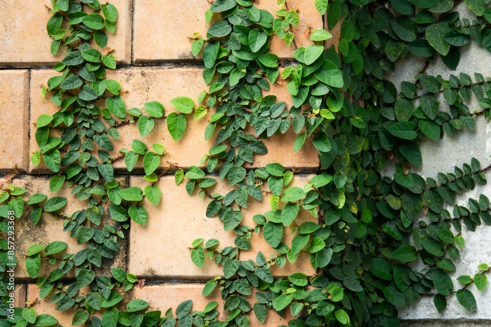 A wall covered in green ivy A wall covered in green ivy