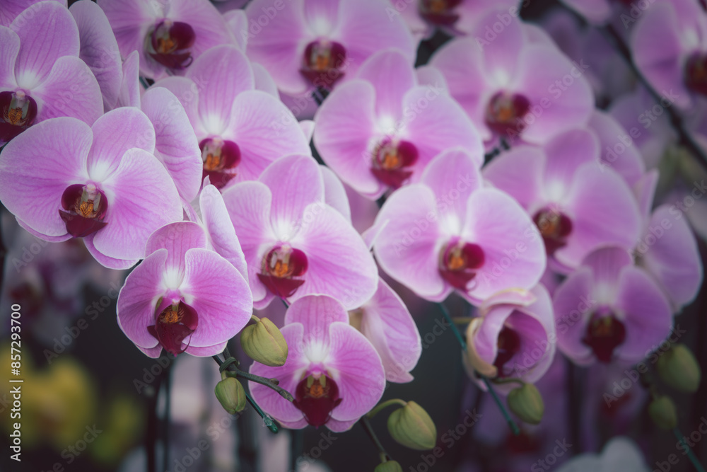 Fototapeta premium A bunch of pink flowers with red centers